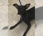 A432612 - Male Chihuahua-Whippet Mix Dog for Adoption - Small photo