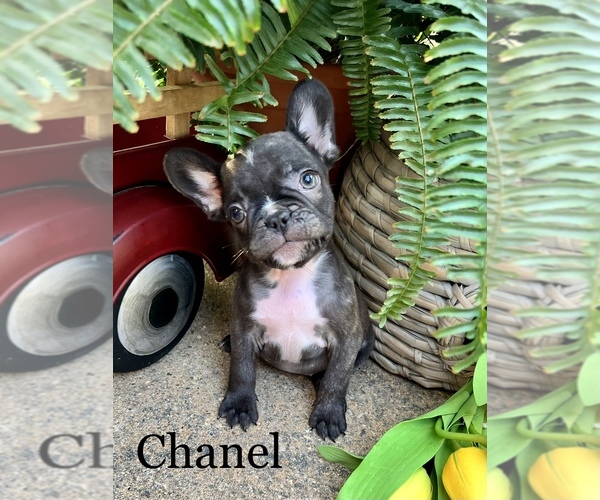 Medium Photo #4 French Bulldog Puppy For Sale in AVERY, TX, USA