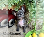 Small Photo #4 French Bulldog Puppy For Sale in AVERY, TX, USA