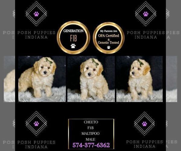 Medium Photo #7 Maltipoo Puppy For Sale in WARSAW, IN, USA