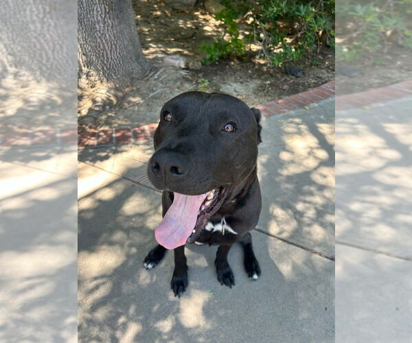 Medium Photo #2 Labrador Retriever-Unknown Mix Puppy For Sale in Studio City, CA, USA