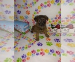 Small Photo #10 -Yorkshire Terrier Mix Puppy For Sale in LAPEER, MI, USA