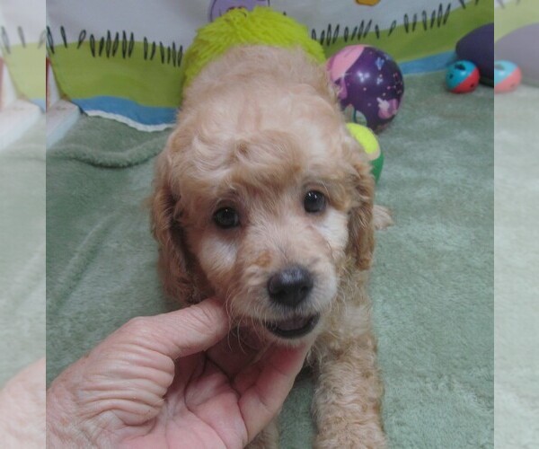 Medium Photo #3 Cavapoo Puppy For Sale in RATTAN, OK, USA