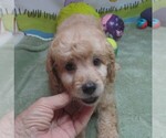 Small #2 Cavapoo
