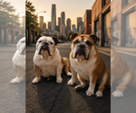 Small Photo #1 English Bulldog Puppy For Sale in HENDERSON, KY, USA