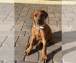Small Photo #20 Rhodesian Ridgeback Puppy For Sale in SURPRISE, AZ, USA