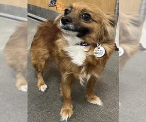 Chihuahua Dogs for adoption in Forestville, MD, USA