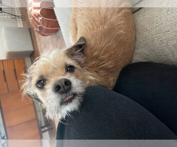 Medium Photo #3 Mutt Puppy For Sale in PIPE CREEK, TX, USA