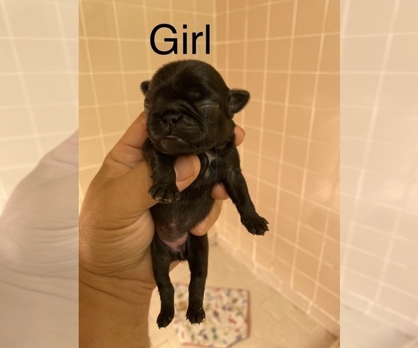Medium Photo #2 Pug Puppy For Sale in ELLENVILLE, NY, USA