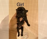 Small Photo #2 Pug Puppy For Sale in ELLENVILLE, NY, USA