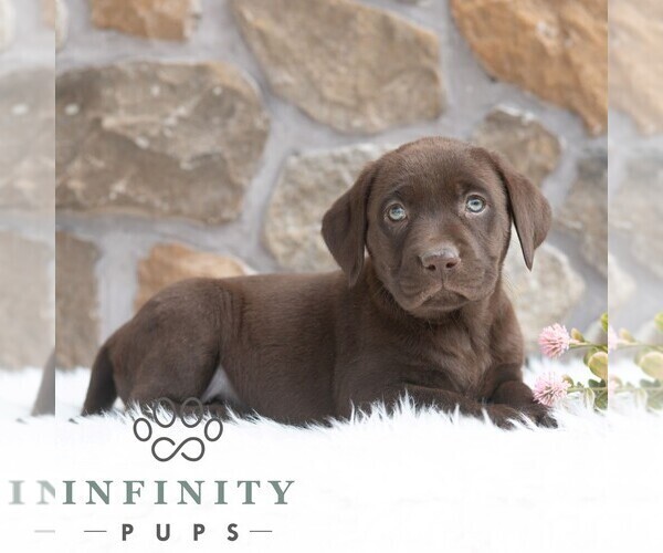 Medium Photo #3 Labrador Retriever Puppy For Sale in MIFFLINTOWN, PA, USA