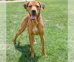 Small #2 American Staffordshire Terrier-Redbone Coonhound Mix