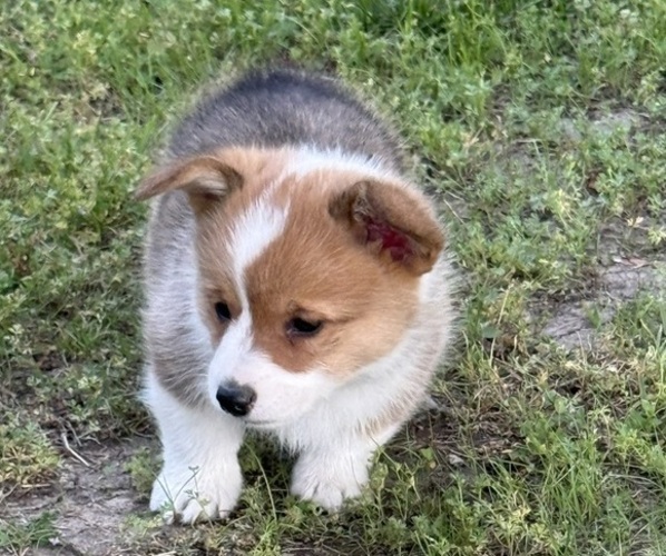 Medium Photo #2 American Corgi Puppy For Sale in PRYOR, OK, USA