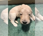 Small Photo #2 Goldendoodle-Poodle (Standard) Mix Puppy For Sale in WASHINGTON, IA, USA