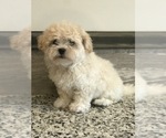 Small Photo #6 Zuchon Puppy For Sale in PEMBROKE, KY, USA