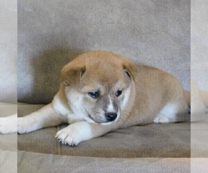 Shiba Inu Puppy for sale in SMITHSBURG, MD, USA