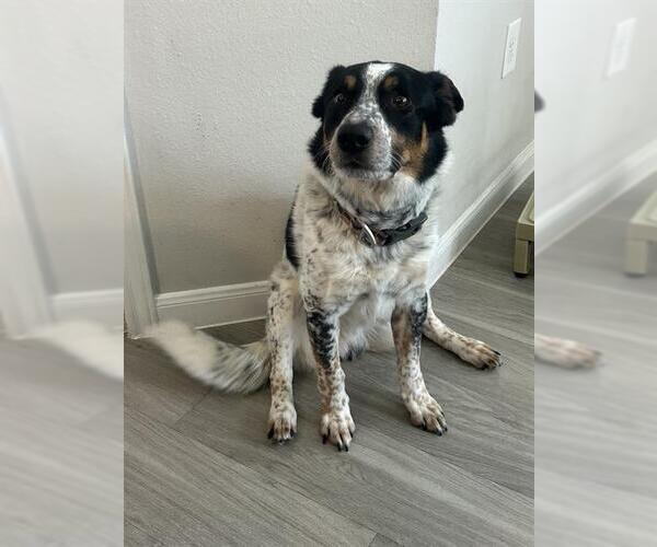 Medium Photo #1 Australian Shepherd Puppy For Sale in San Antonio, TX, USA