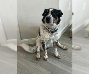Australian Shepherd Dogs for adoption in San Antonio, TX, USA