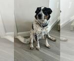 Small Australian Shepherd