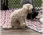 Small Photo #7 Poodle (Toy) Puppy For Sale in LONG GROVE, IL, USA