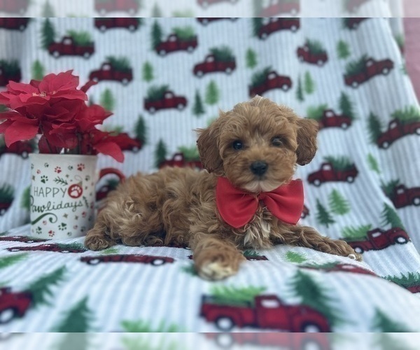Medium Photo #4 Cock-A-Poo Puppy For Sale in LAKELAND, FL, USA