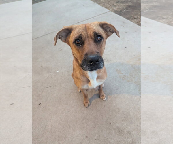 Medium Photo #2 Black Mouth Cur-Unknown Mix Puppy For Sale in Fort Collins, CO, USA