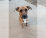 Small #1 Black Mouth Cur Mix
