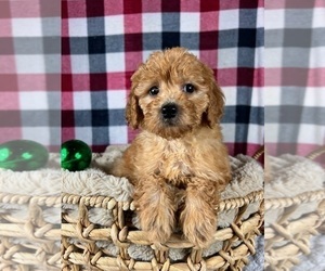 Goldendoodle (Miniature) Puppy for sale in GREENWOOD, IN, USA
