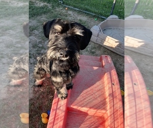 Schnauzer (Giant) Puppy for sale in LIMA, OH, USA