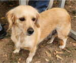 Small #2 Spaniel Mix