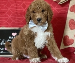 Goldendoodle Puppy for sale in LANCASTER, PA, USA
