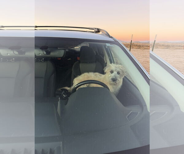 Medium Photo #16 Mutt Puppy For Sale in Sandy, UT, USA