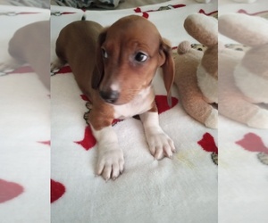Dachshund Puppy for sale in GORDONVILLE, TX, USA