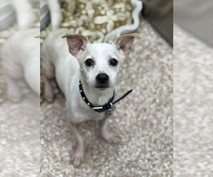 Chihuahua-Unknown Mix Dogs for adoption in Martinsburg, WV, USA