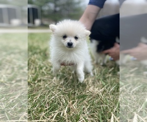 Pomeranian Puppy for sale in NOVELTY, OH, USA