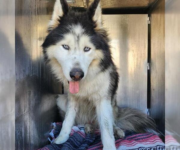 Medium Photo #1 Alaskan Malamute-Unknown Mix Puppy For Sale in San Antonio, TX, USA