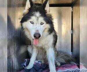 Alaskan Malamute-Unknown Mix Dogs for adoption in San Antonio, TX, USA