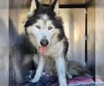 Small Alaskan Malamute Mix