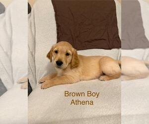 Golden Retriever Puppy for sale in BAYARD, NE, USA