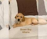 Small Golden Retriever