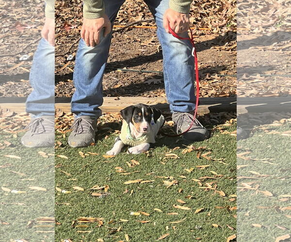 Medium Photo #4 Mutt Puppy For Sale in Holly Springs, NC, USA