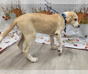 Cuddles - Male Golden Labrador Dog for Adoption - Photo #6