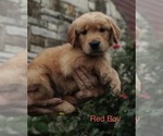 Small #9 Golden Retriever