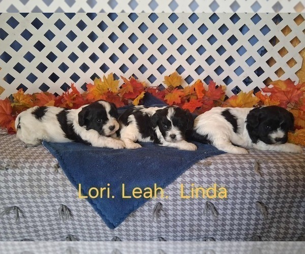 Medium Photo #3 Cavachon Puppy For Sale in MOUNT PLEASANT, MI, USA