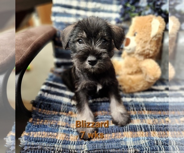 Medium Photo #1 Schnauzer (Miniature) Puppy For Sale in KOKOMO, IN, USA
