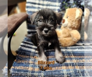 Schnauzer (Miniature) Puppy for sale in KOKOMO, IN, USA