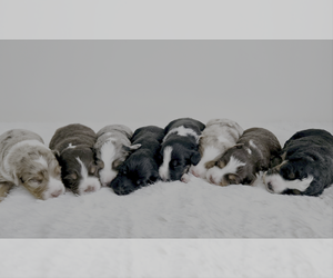 Aussiedoodle Miniature -Miniature Bernedoodle Mix Litter for sale in CULPEPER, VA, USA
