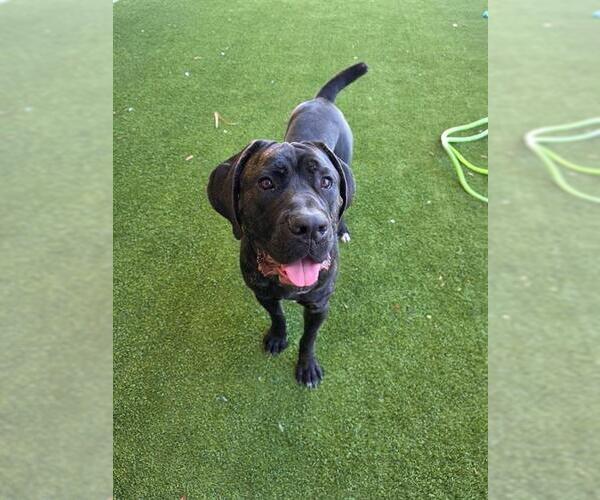 Medium Photo #1 Mastiff-Unknown Mix Puppy For Sale in Baytown, TX, USA