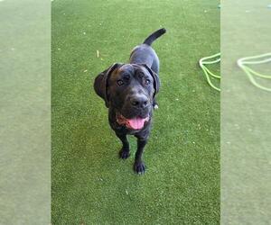 Mastiff-Unknown Mix Dogs for adoption in Baytown, TX, USA