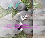 Small #16 American Pit Bull Terrier